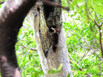 Okinawa Woodpecker Hijiotaki Mon, 5/20/2024