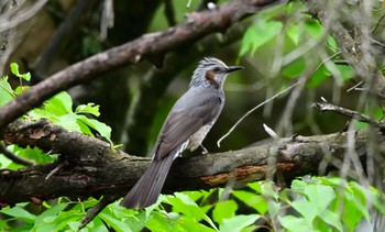 Brown-eared Bulbul 静岡県立森林公園 Sun, 5/12/2024