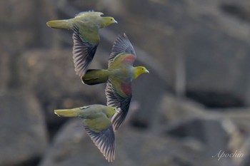 White-bellied Green Pigeon Terugasaki Beach Mon, 5/6/2024