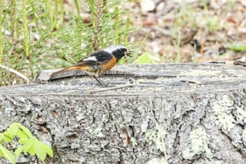 Sun, 5/19/2024 Birding report at 八ヶ岳自然文化園