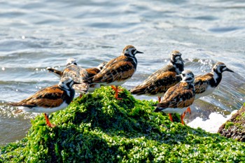 Ruddy Turnstone 日の出三番瀬沿い緑道 Sun, 5/5/2024