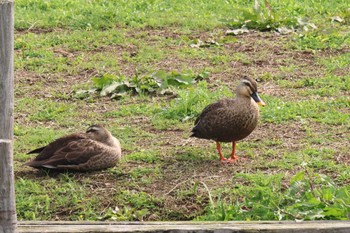 Eastern Spot-billed Duck Akashi Park Thu, 5/2/2024