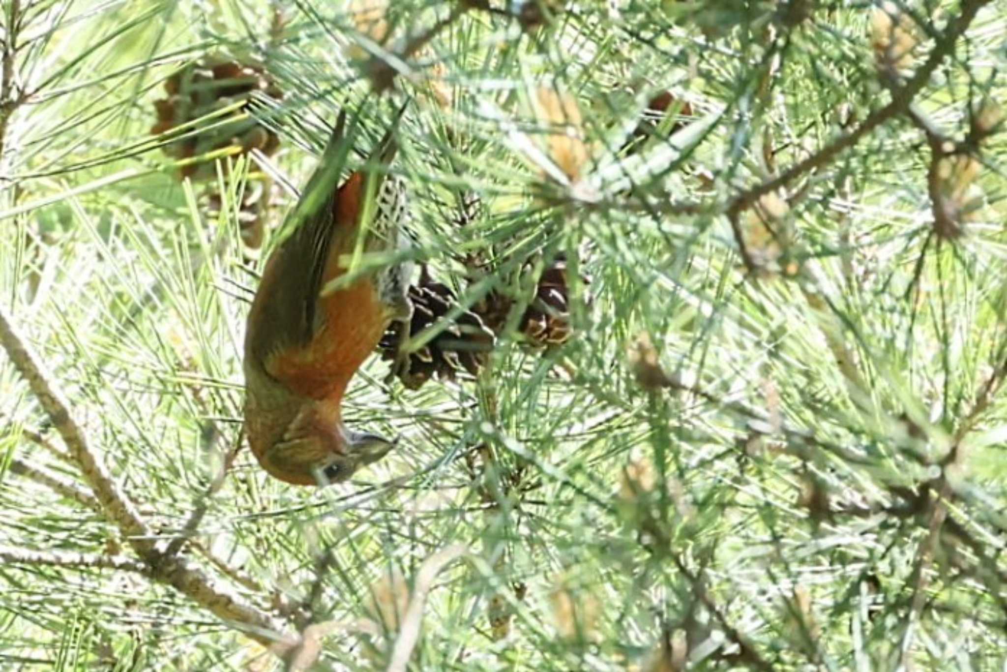 Red Crossbill