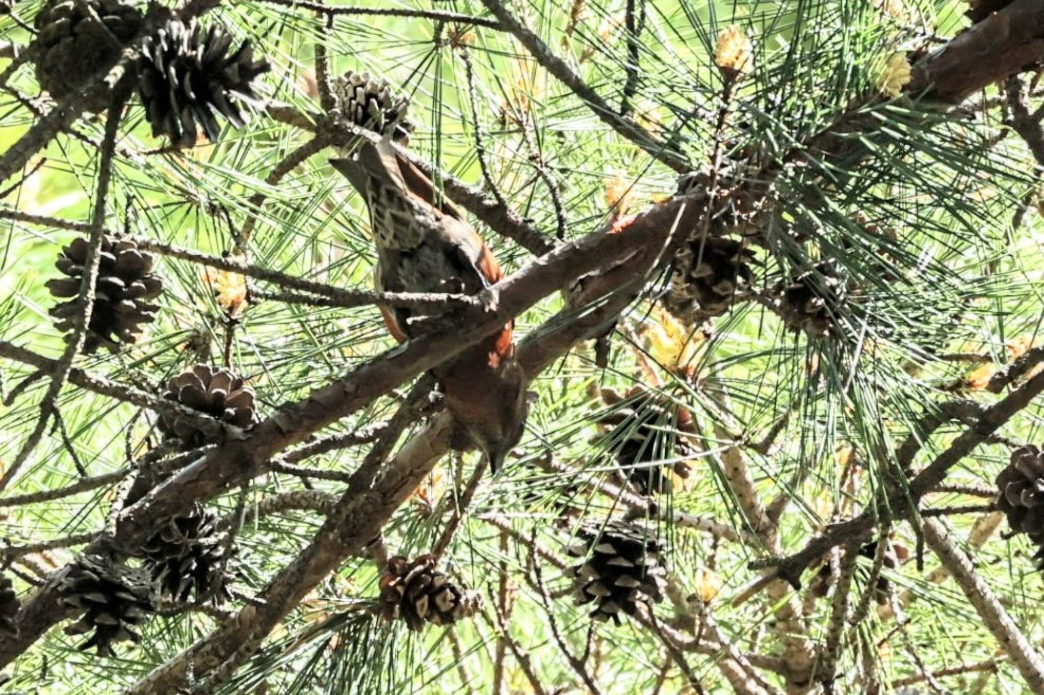 Red Crossbill