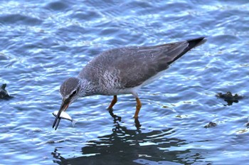Fri, 5/10/2024 Birding report at Tokyo Port Wild Bird Park