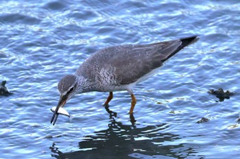 2024年5月10日(金) 東京港野鳥公園の野鳥観察記録