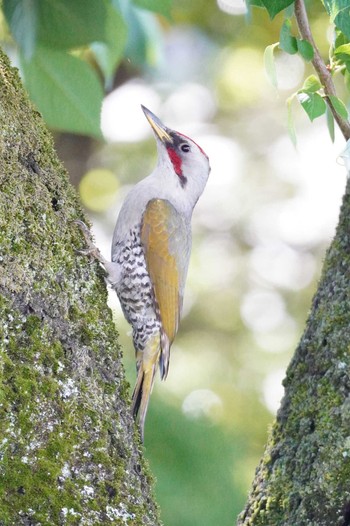 Japanese Green Woodpecker 多摩川トライアングル Thu, 5/16/2024