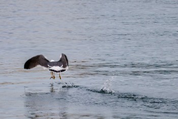 Slaty-backed Gull 小樽港 Sat, 4/27/2024