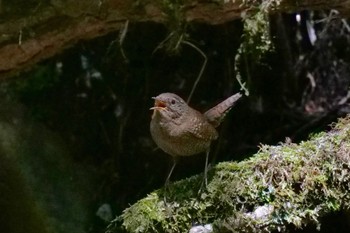 Eurasian Wren 段戸裏谷 Fri, 5/17/2024