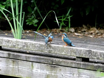 Common Kingfisher ギャザリアビオガーデン　フジクラ木場千年の森 Sun, 5/19/2024