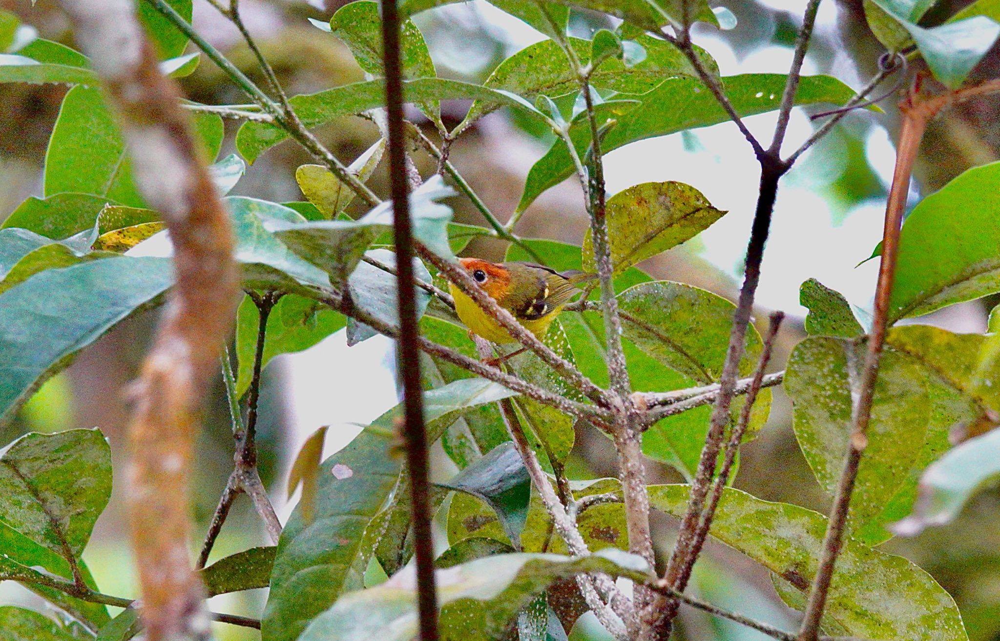 Yellow-breasted Warbler