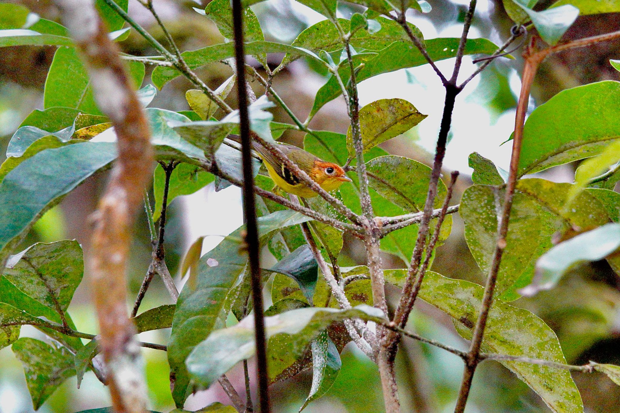 Yellow-breasted Warbler