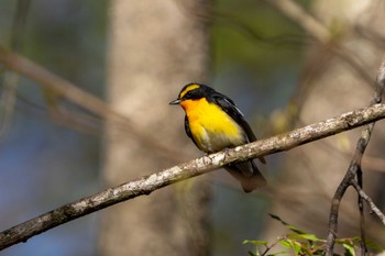 Narcissus Flycatcher 山梨県 Fri, 5/3/2024