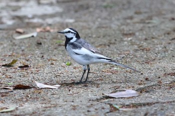 ハクセキレイ 明石公園 2024年5月2日(木)