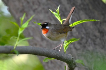 ノゴマ 札幌モエレ沼公園 2024年5月20日(月)