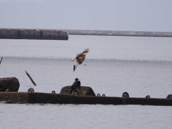 Osprey 甲子園浜(兵庫県西宮市) Mon, 5/6/2024