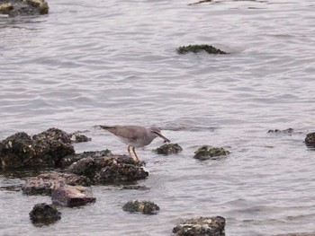 Grey-tailed Tattler 甲子園浜(兵庫県西宮市) Mon, 5/6/2024