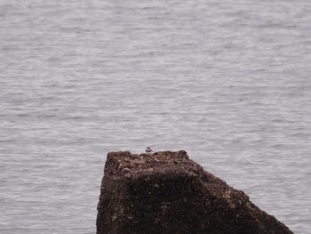 Little Ringed Plover 甲子園浜(兵庫県西宮市) Mon, 5/6/2024