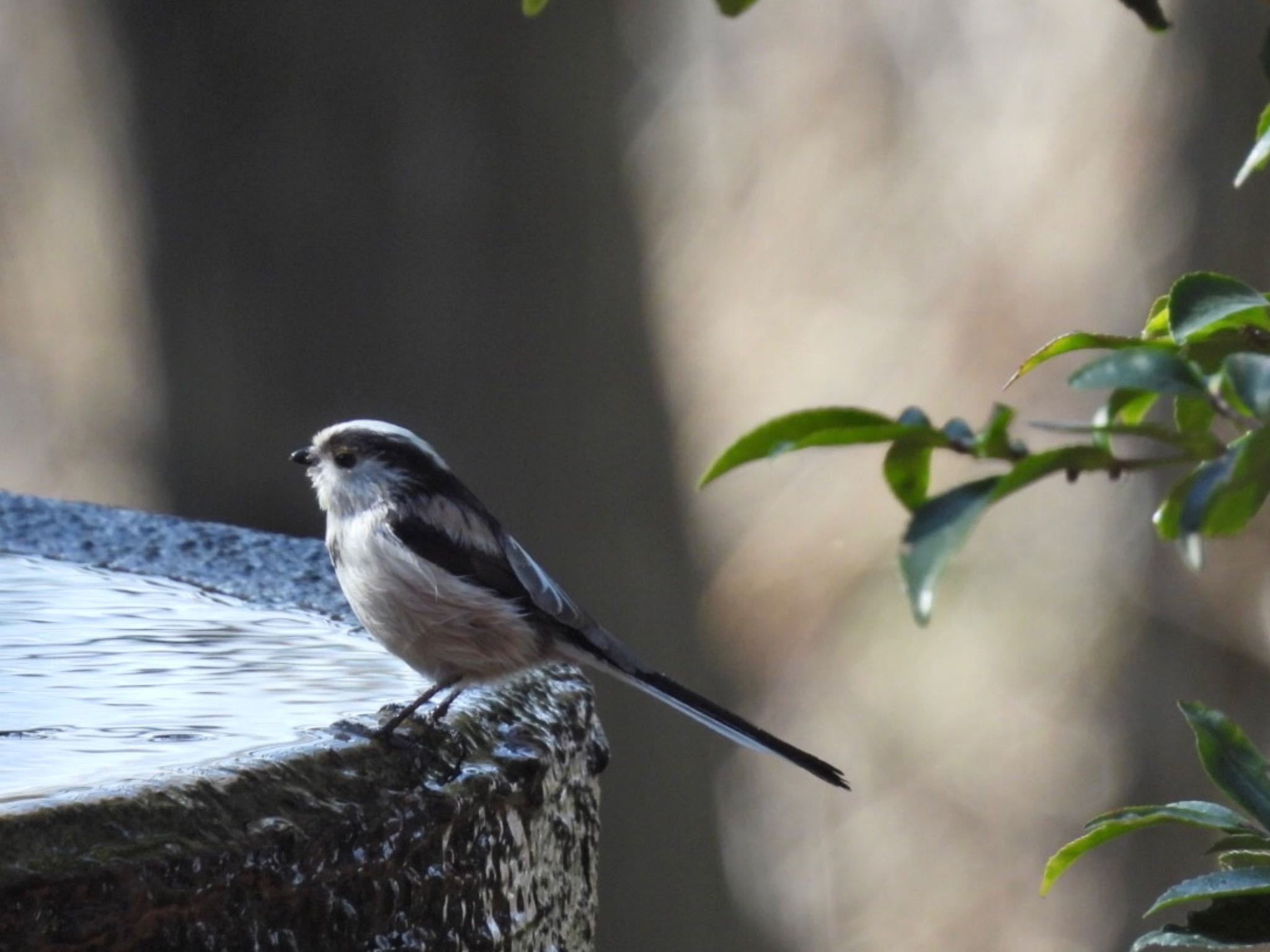 Photo of Long-tailed Tit at 権現山(弘法山公園) by j.aki