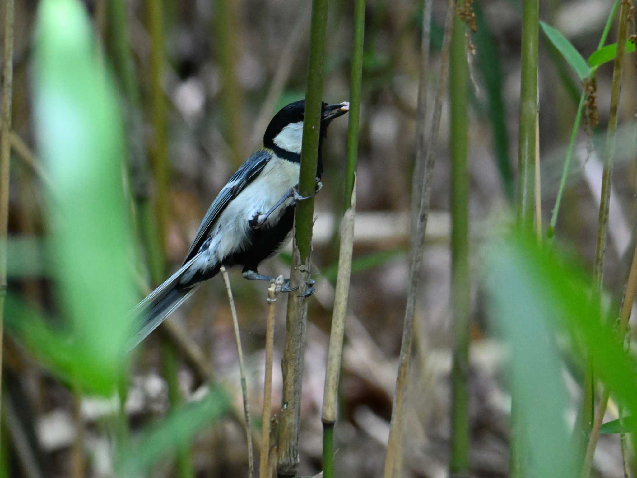 シジュウカラ