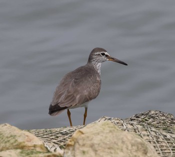 Grey-tailed Tattler 福岡県内 Mon, 5/20/2024