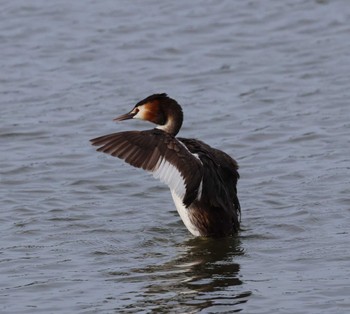 Great Crested Grebe 福岡県内 Mon, 5/20/2024