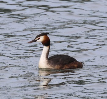 Great Crested Grebe 福岡県内 Mon, 5/20/2024