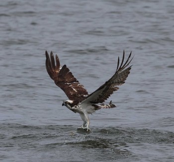 Osprey 福岡県内 Mon, 5/20/2024