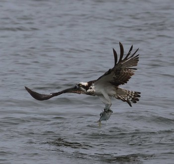 Osprey 福岡県内 Mon, 5/20/2024