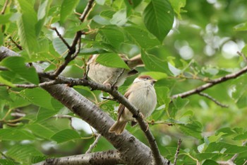 2024年5月20日(月) 都内の野鳥観察記録