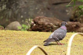 カワラバト 都内 2024年5月20日(月)