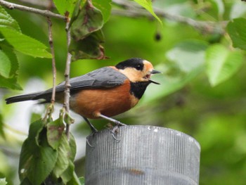 Sun, 5/19/2024 Birding report at 四万川