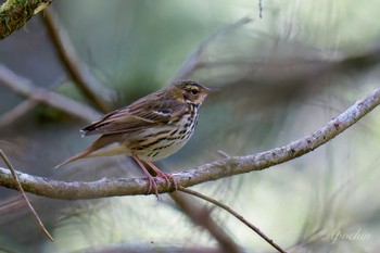 Olive-backed Pipit 西臼塚 Sat, 5/4/2024