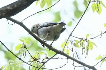 コムクドリ 八ヶ岳自然文化園 2024年5月19日(日)