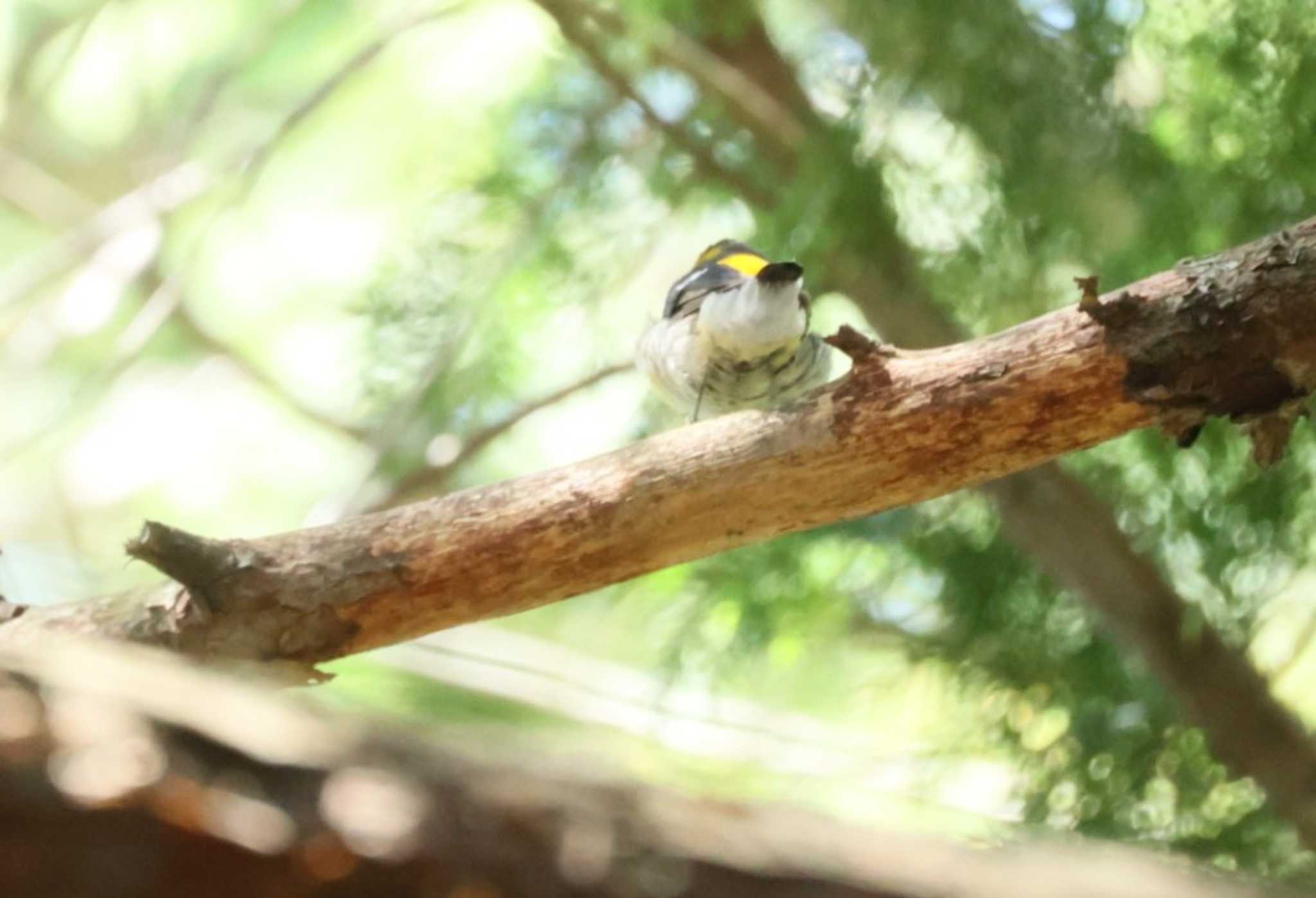 Narcissus Flycatcher