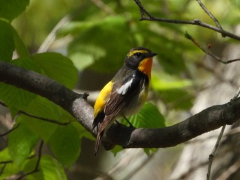 2024年5月18日(土) ウトナイ湖の野鳥観察記録