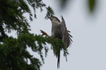 Sun, 5/19/2024 Birding report at 東京都調布市