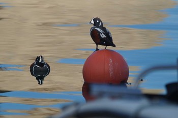 シノリガモ 福島県 2019年1月2日(水)