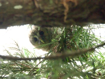 Ural Owl 野木神社(栃木県) Sun, 5/19/2024