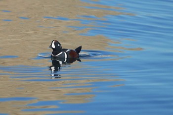 シノリガモ 福島県 2019年1月2日(水)