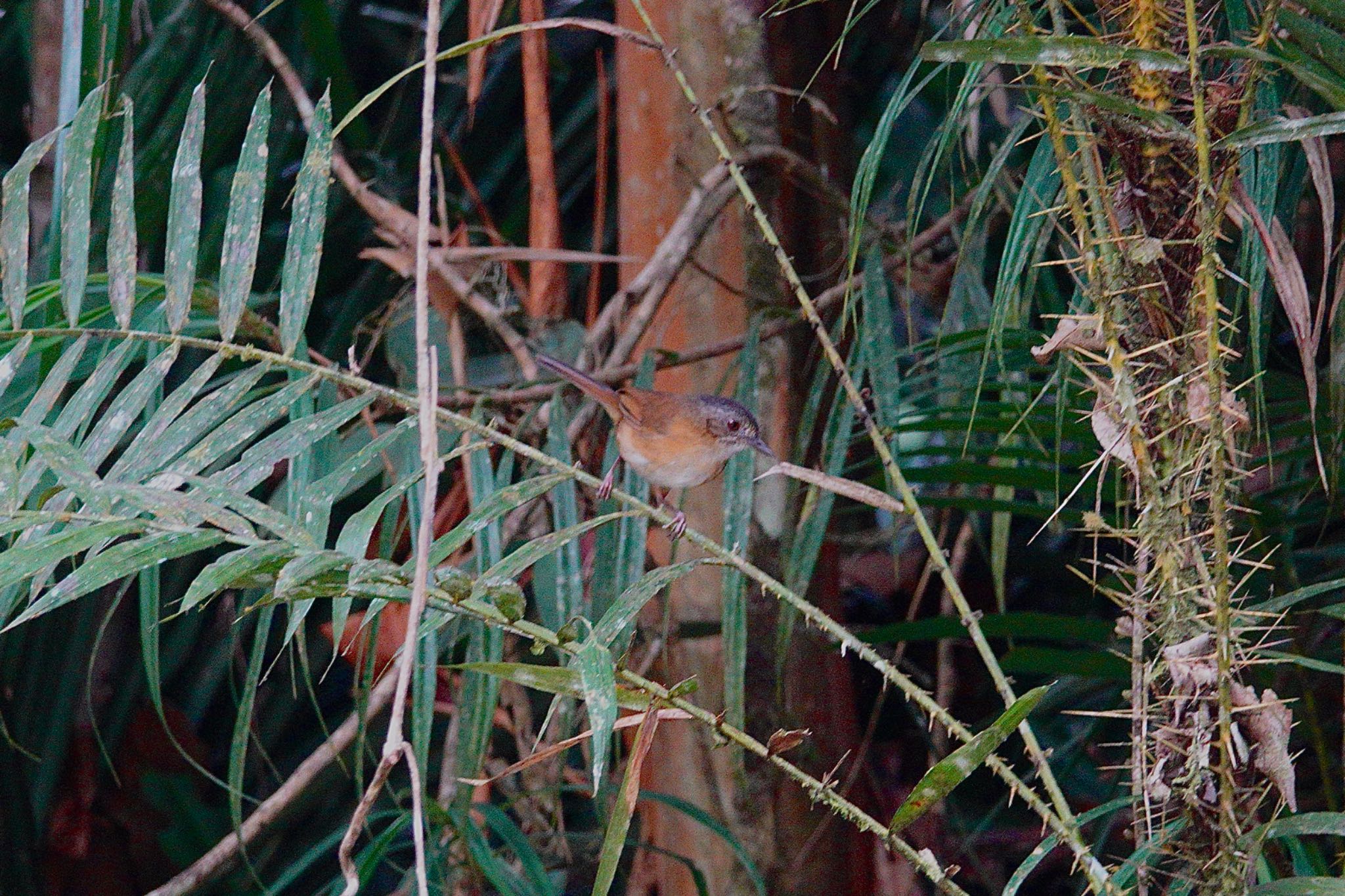 Temminck's Babbler