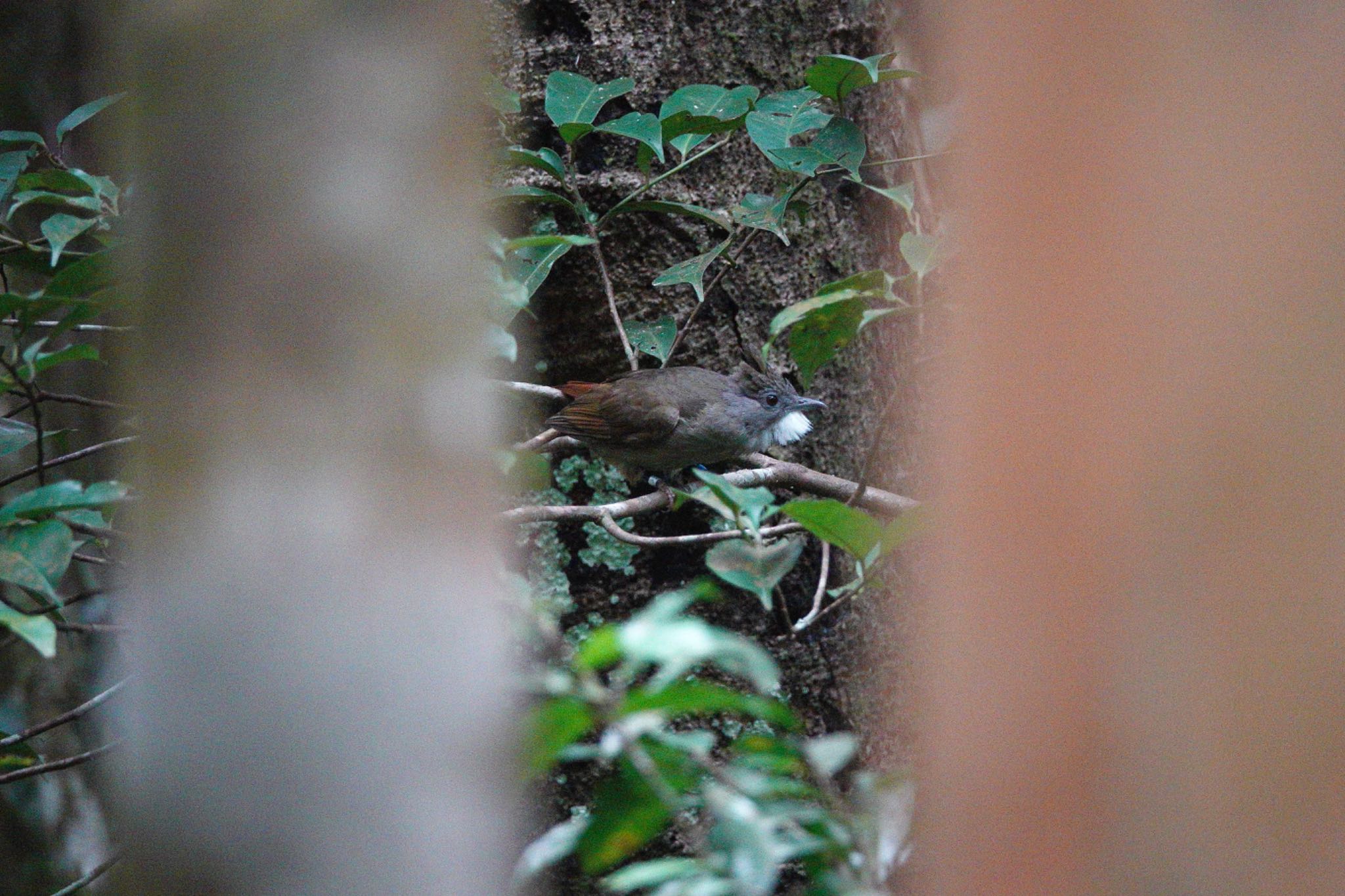 Ochraceous Bulbul