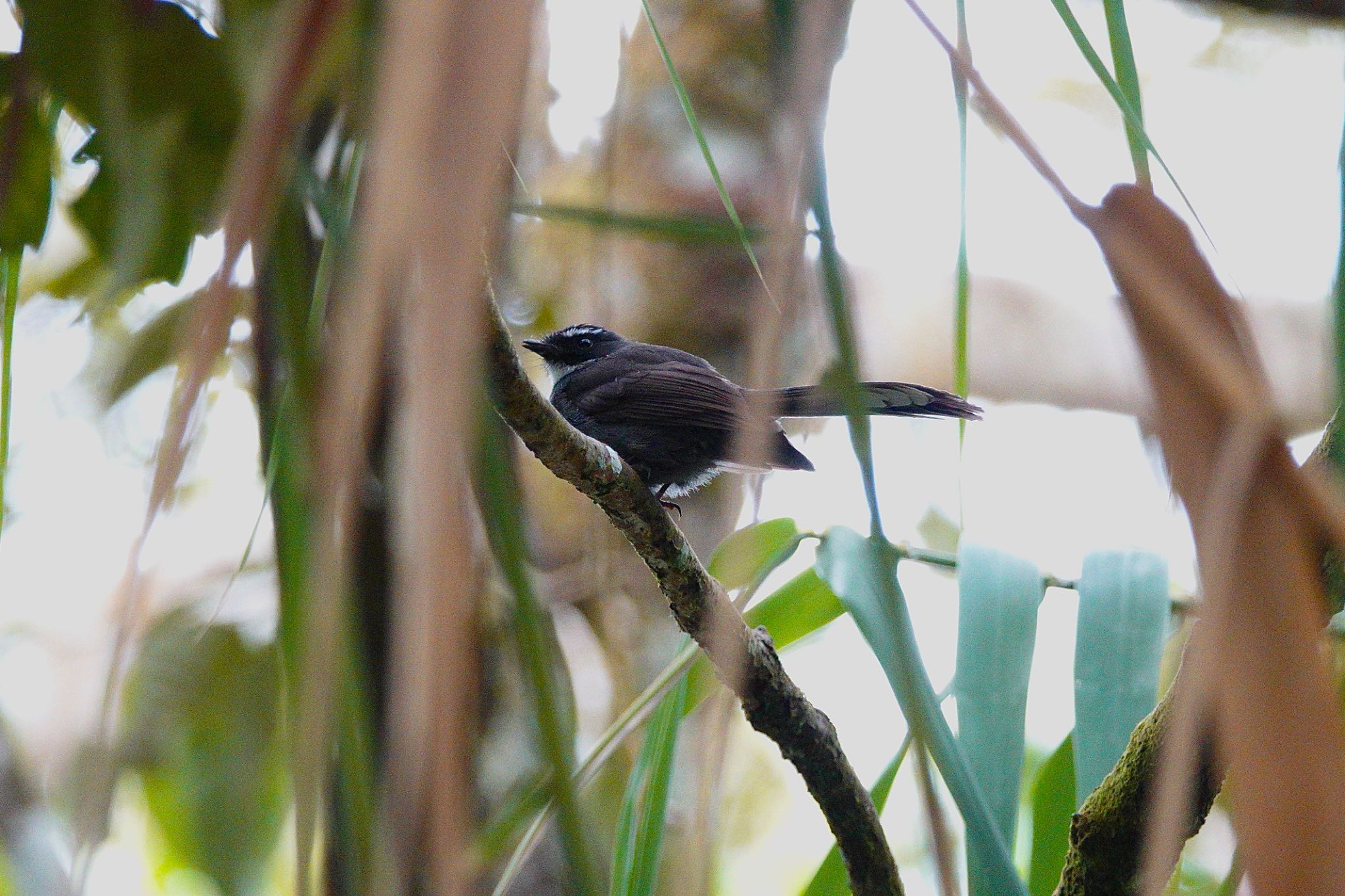 White-throated Fantail