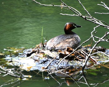 Little Grebe Inokashira Park Wed, 5/15/2024