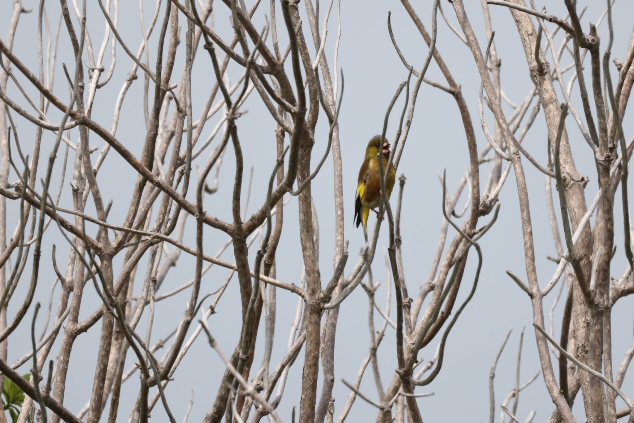 Grey-capped Greenfinch