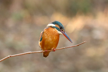 Common Kingfisher Maioka Park Sat, 1/5/2019