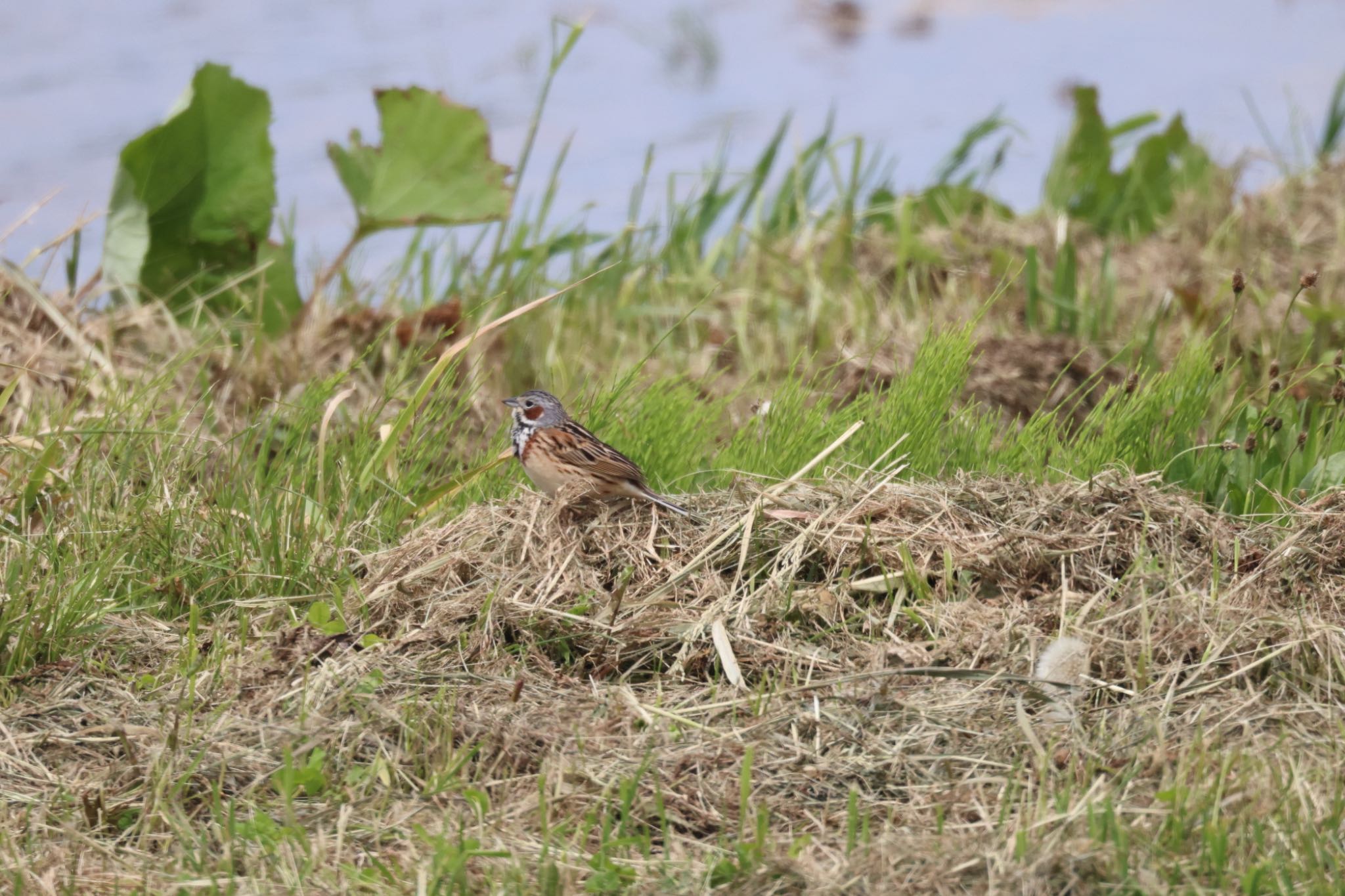 Chestnut-eared Bunting