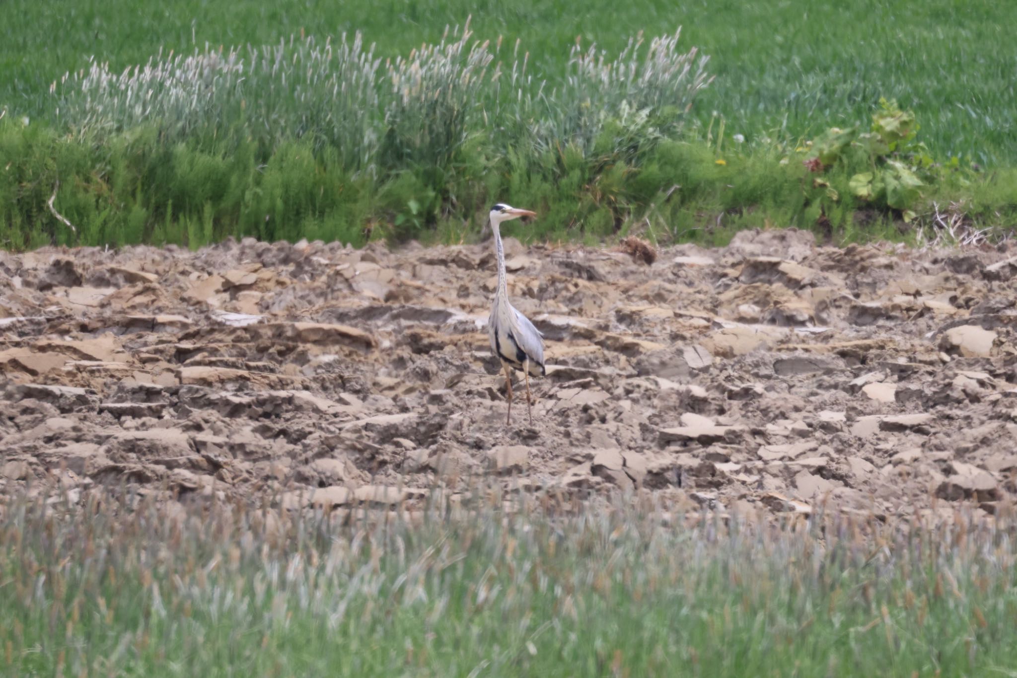 Grey Heron