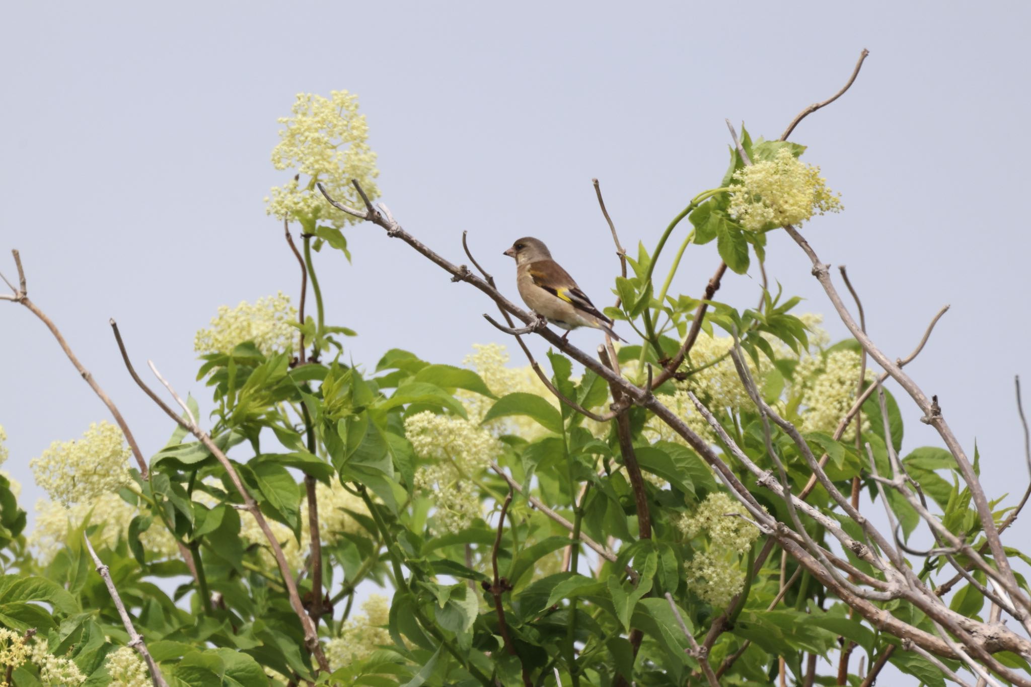 Grey-capped Greenfinch