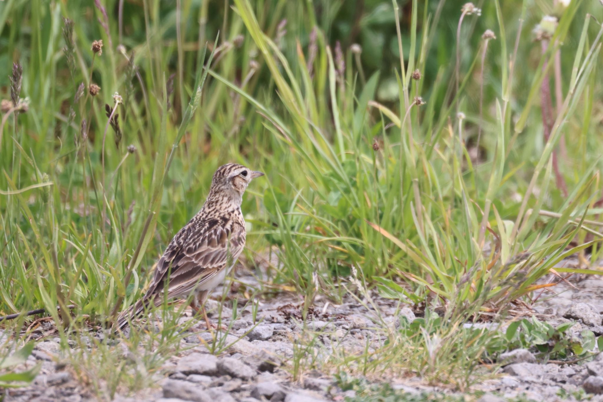 Eurasian Skylark